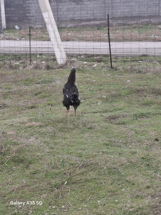 ҚОРАЗ келісім бар