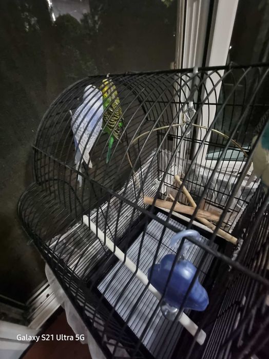 Попугай волнистые