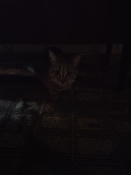 Отдаём котов в хорошие руки