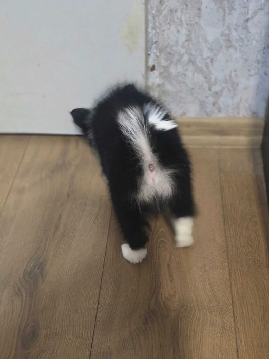 Кученца МиниШпиц