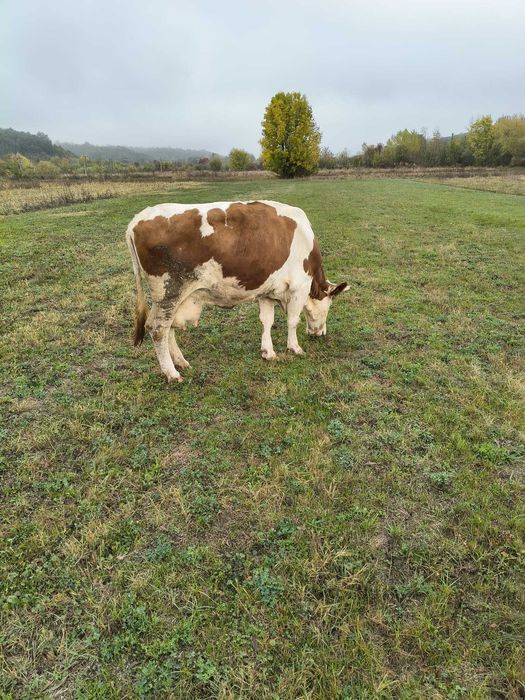 Vaca Baltata Romaneasca