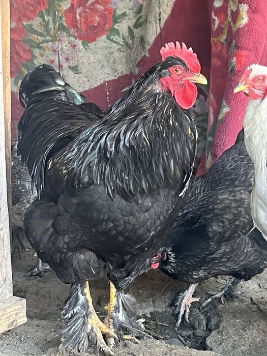 Продается породистые петухи