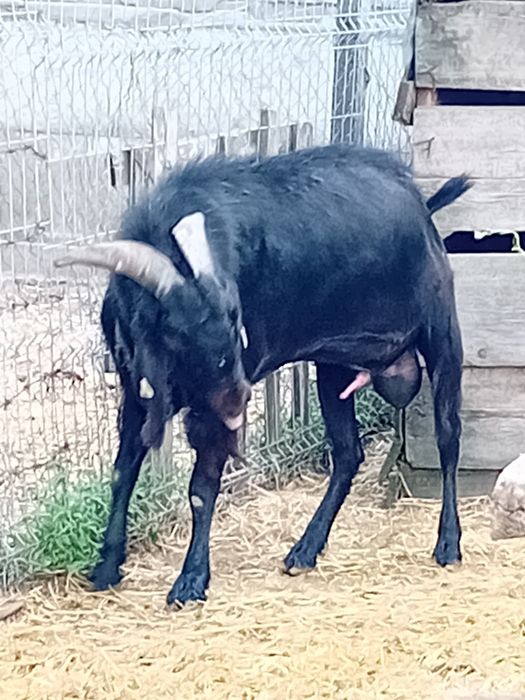 Tap adult de vanzare