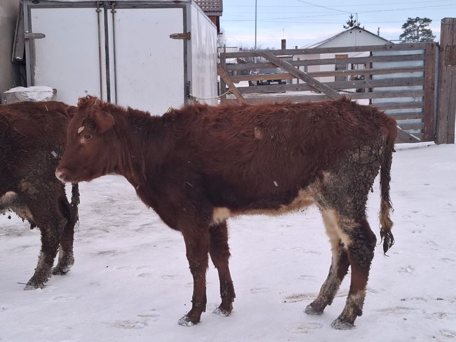 Торпақ   сатылады