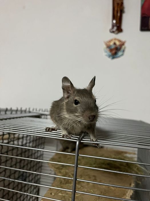 Pui veverita Degu Blue