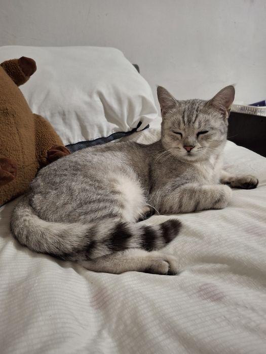 пропала кошка,лия
