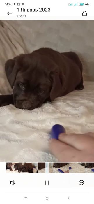 Щенки лабрадора ретривера