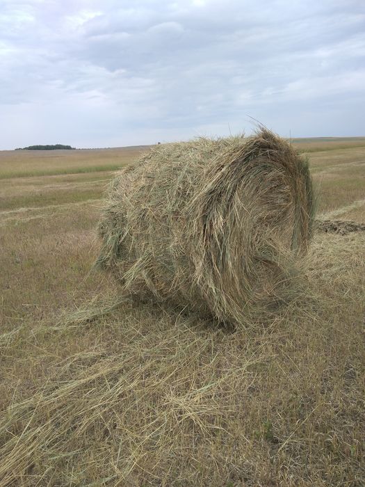 Сено в рулонах 8000тг