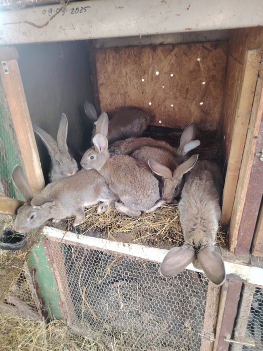 Iepurasi urias german