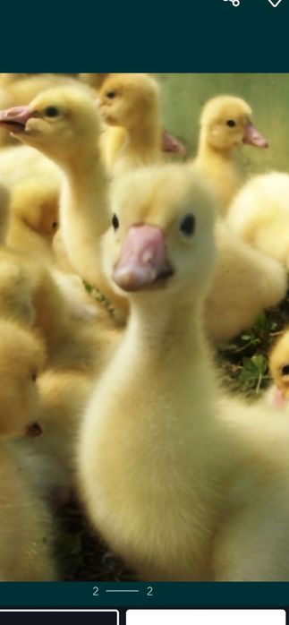 Продам гусят порода Линда