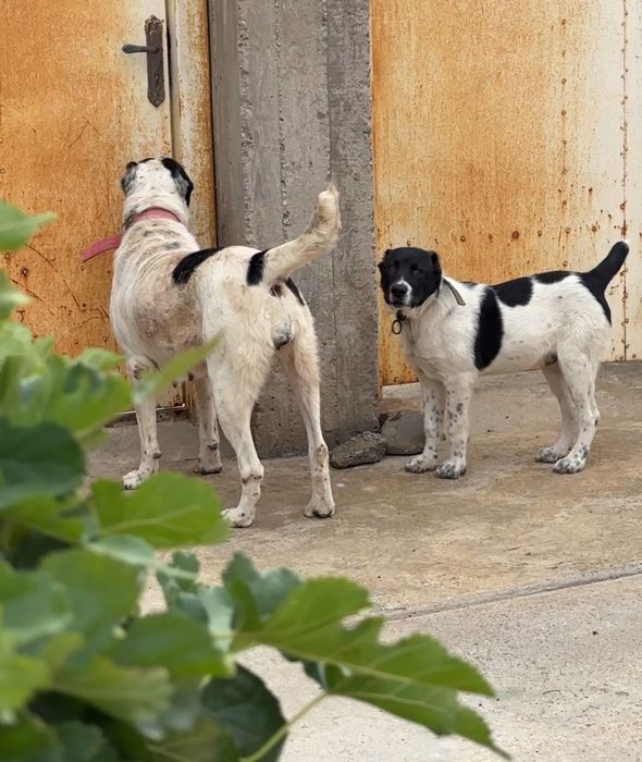 Төбет сатылады. 1.8 жас.