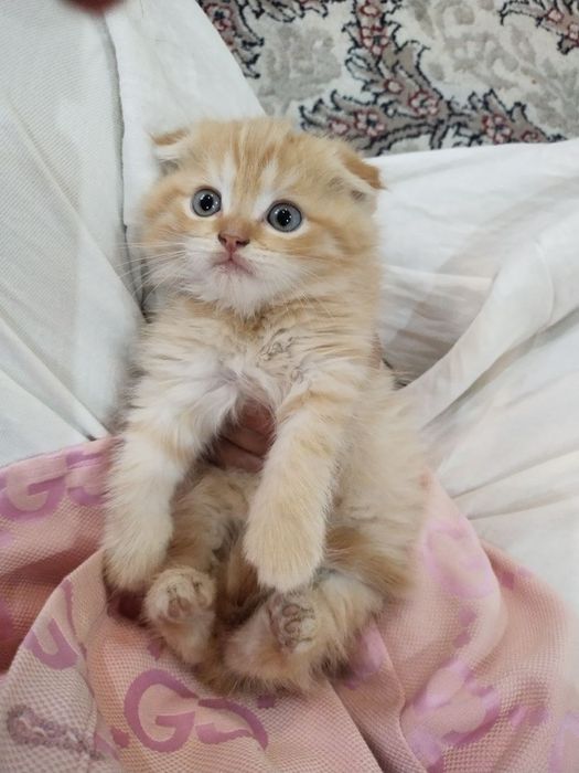 Мушук Скотиш фолд