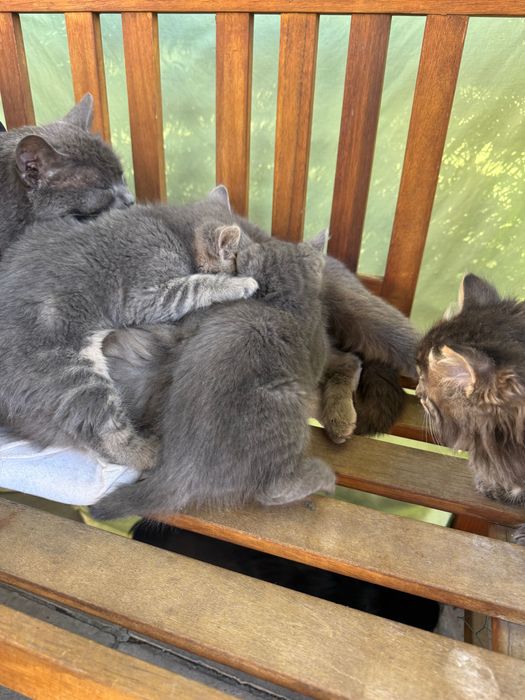 Малки пухчовци търсят нов дом