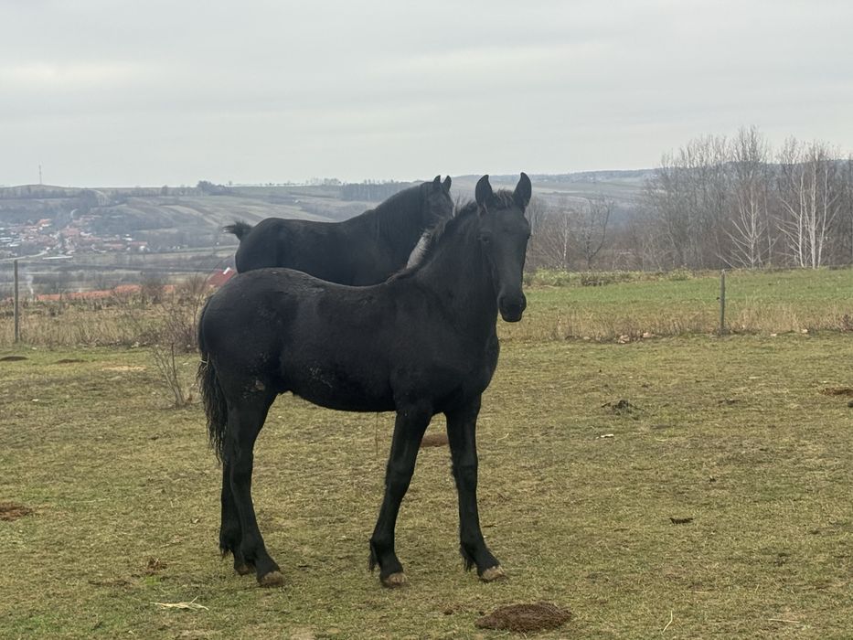 Vand un manz Friesian / Friz