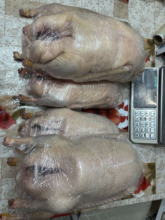 Продам мясо гуси