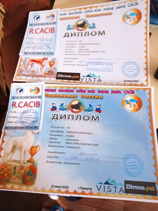 Предлагаем кобеля для вязки