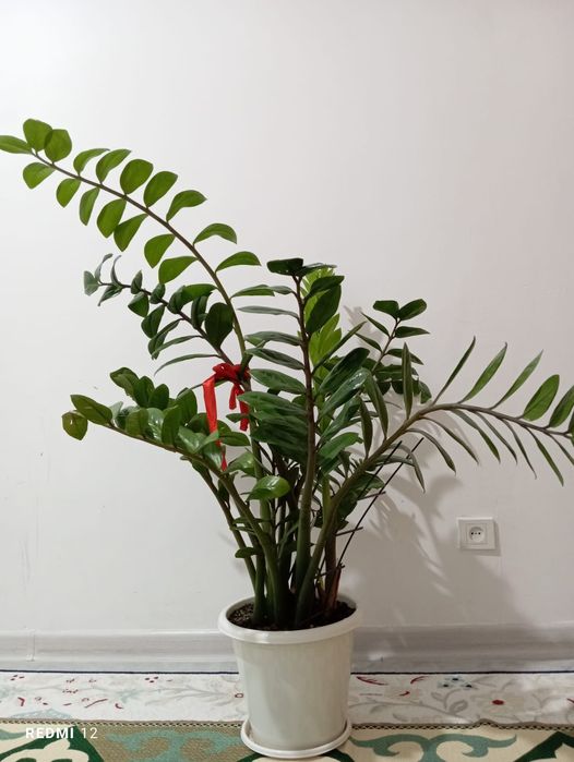 Продам Комнатные цветы большой