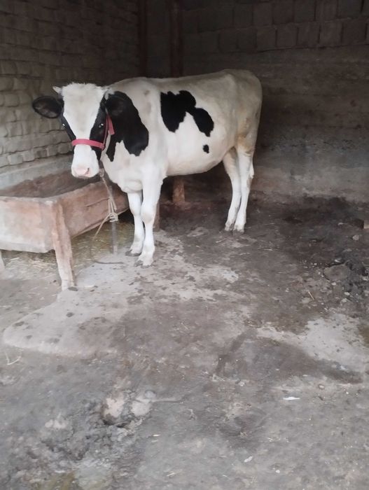 Mol modda ayol 125 buyi eni 1 metrdan uzun halol