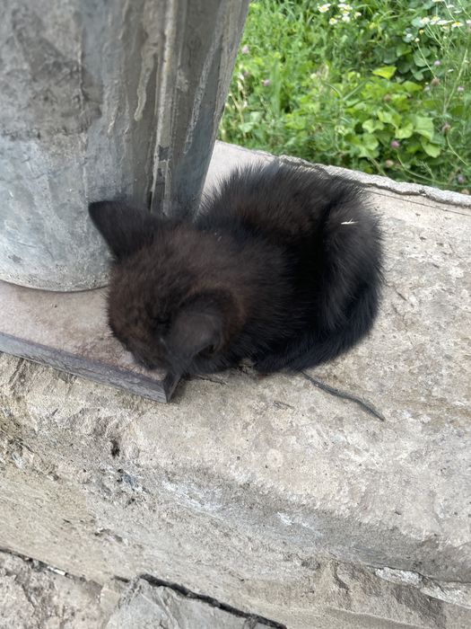 Котята, мальчики