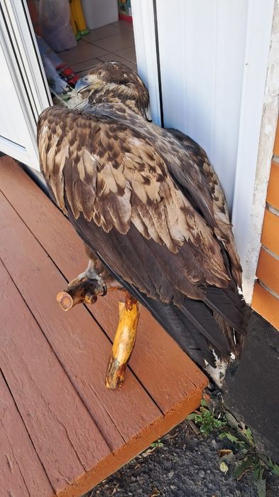 Сувениры ввиде Беркута, Косули