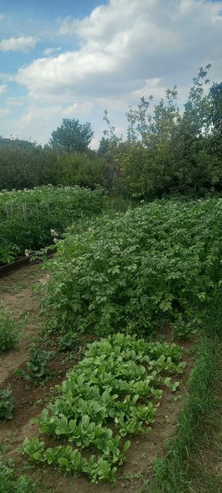 Продается дачный участок.