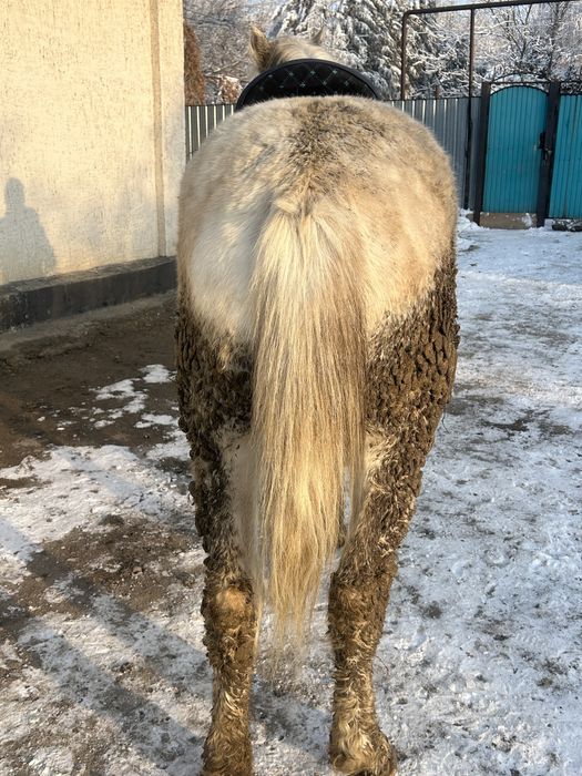 Айғыр сатылады