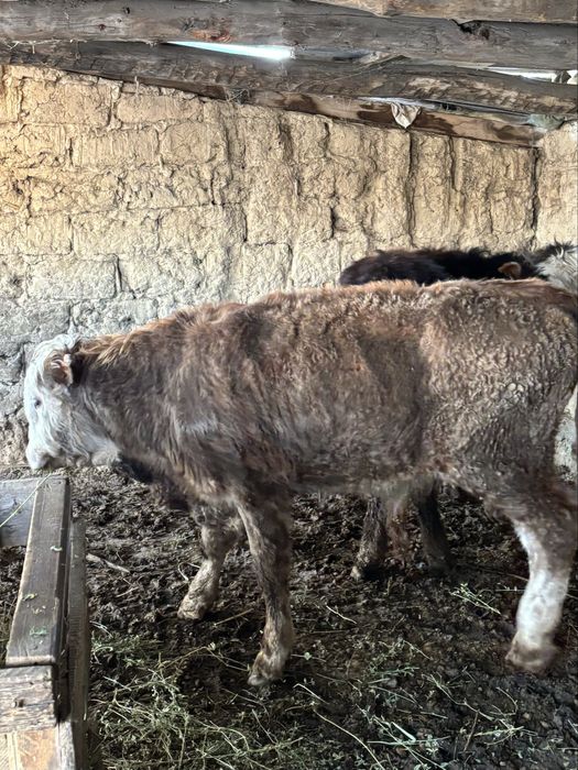 бычоктар сатылады