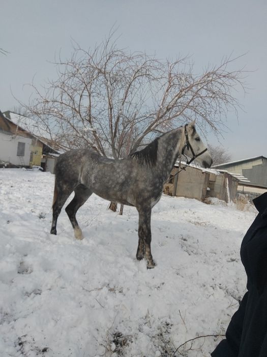 6 лет аигвр дорога