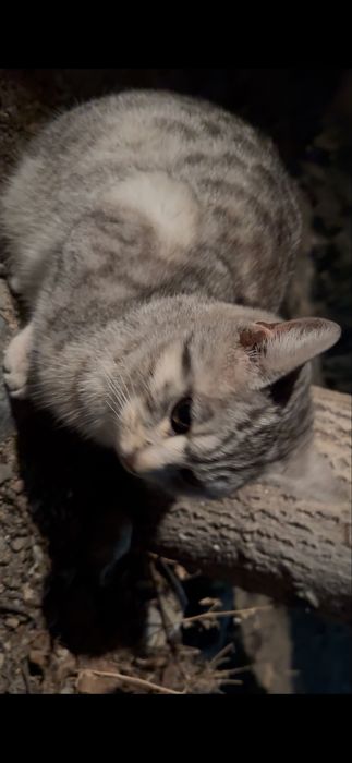 Котик шиншила вроде