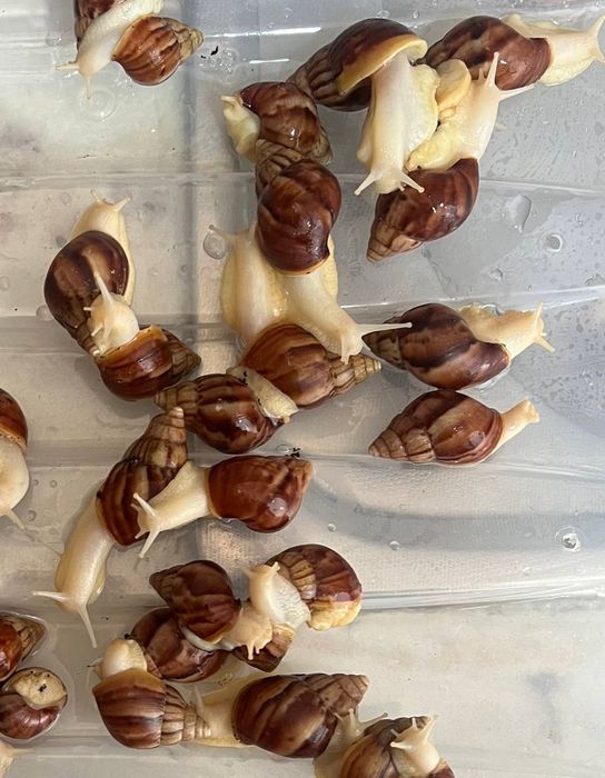 Улитка  косметологичиский