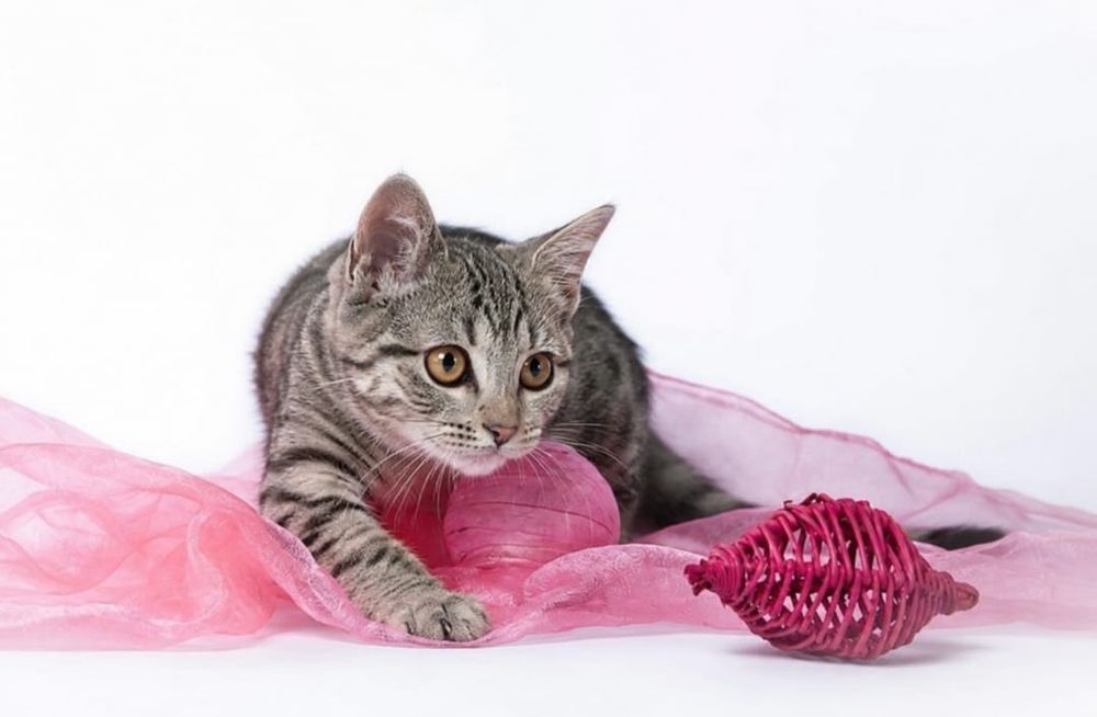 Котику нужен дом