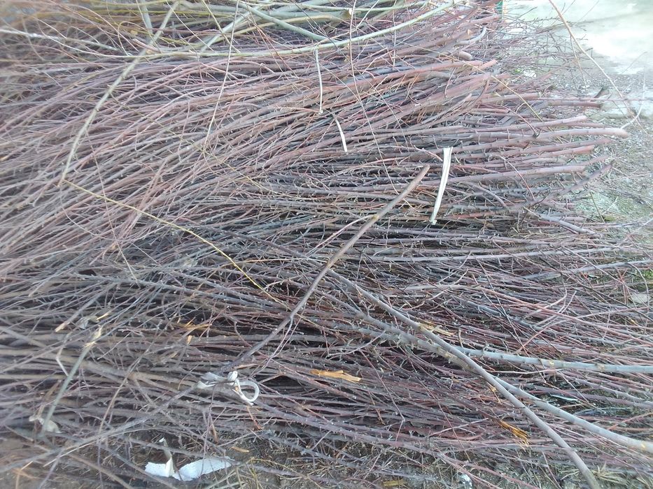 Утин тандирга сотилади