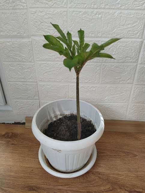 стайни растения + отстъпка