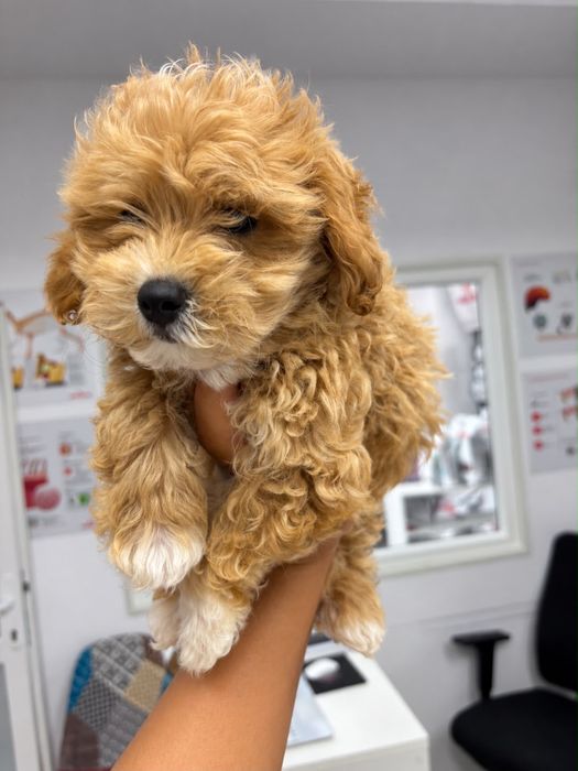 Maltipoo Pudel Mini Toy