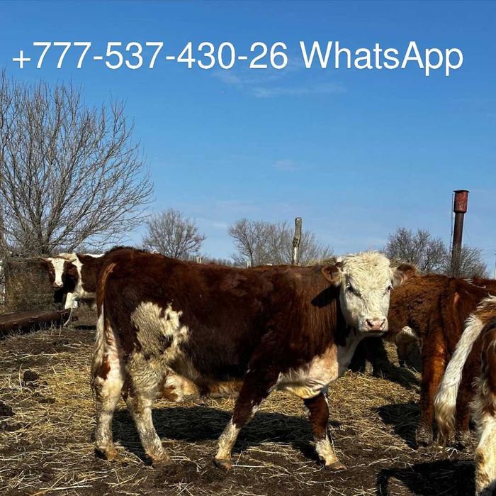В продаже бычки телята крс