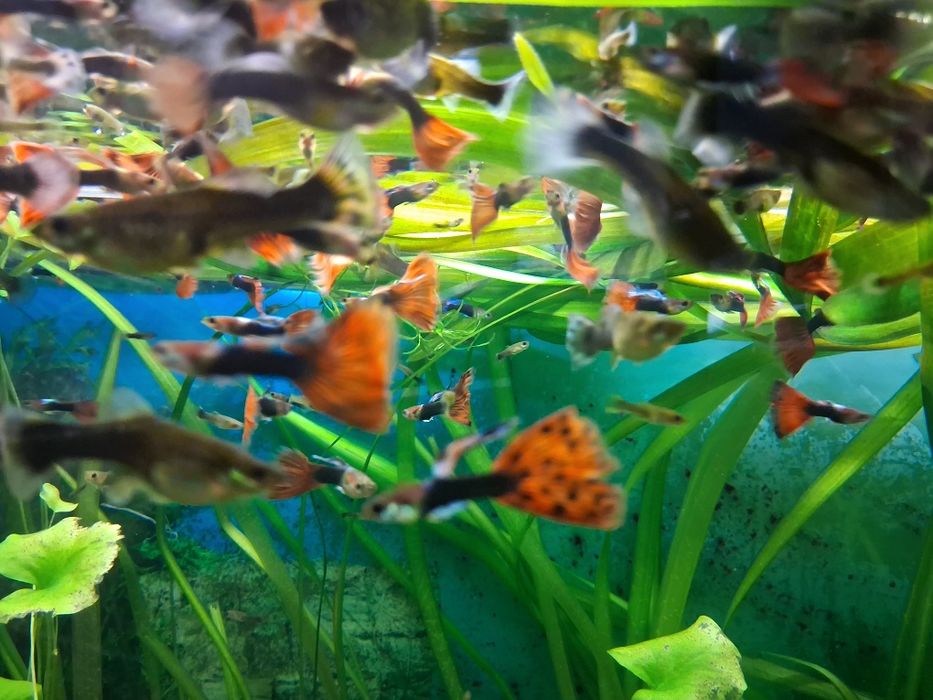 Vând pești guppy