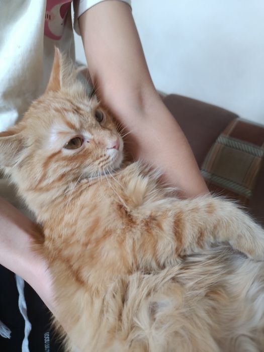 Котенок Мейн Кун