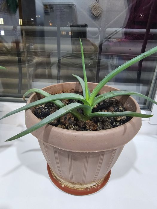 Продам цветок алоэ