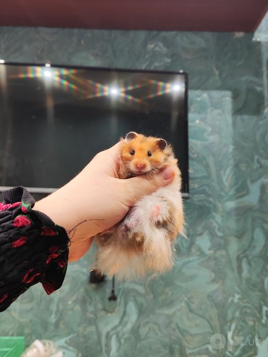 Хомяк пахмоққинамкууу