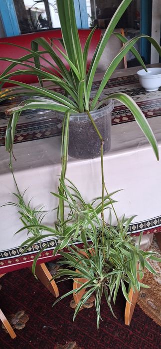 домашные горшочные цветы