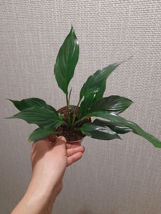 Продам Спатифиллум Блэк