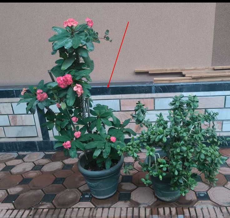 Цветы для дома Euphorbia Milii Miliiana (Молочай миля)