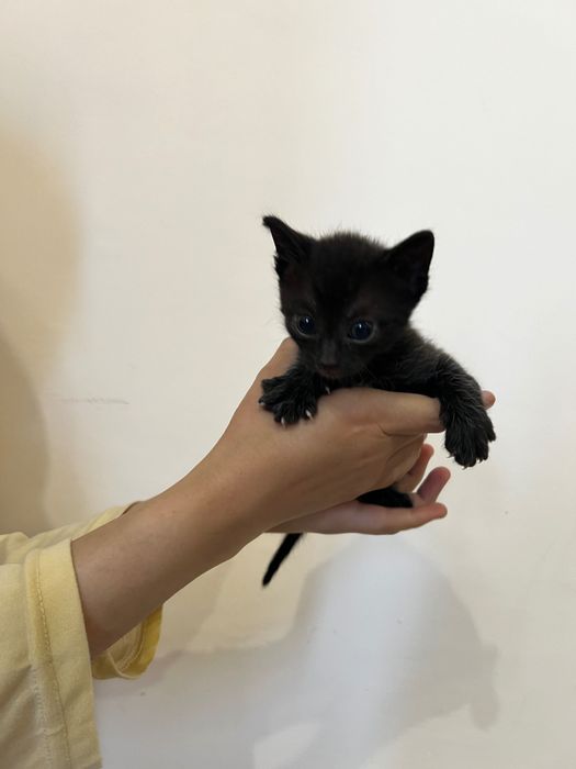 Отдам котят в добрые руки