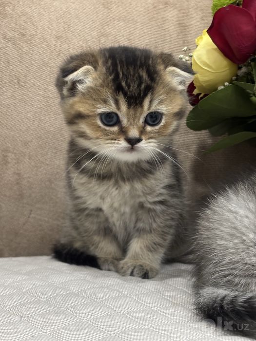 Mushuk bolasi котёнок