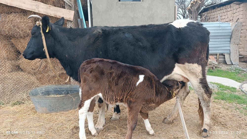 Бұзаулы сиыр сатылады!