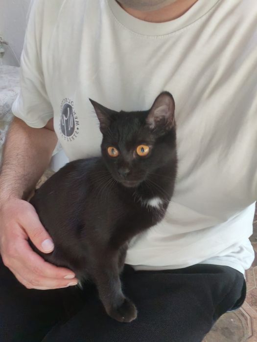 Котенок, чёрненький