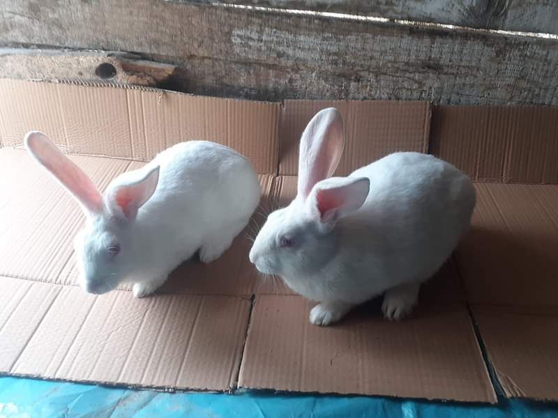 Hycol francez 40 bucăți Țigănași