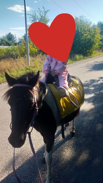 Продам или обменяю пони