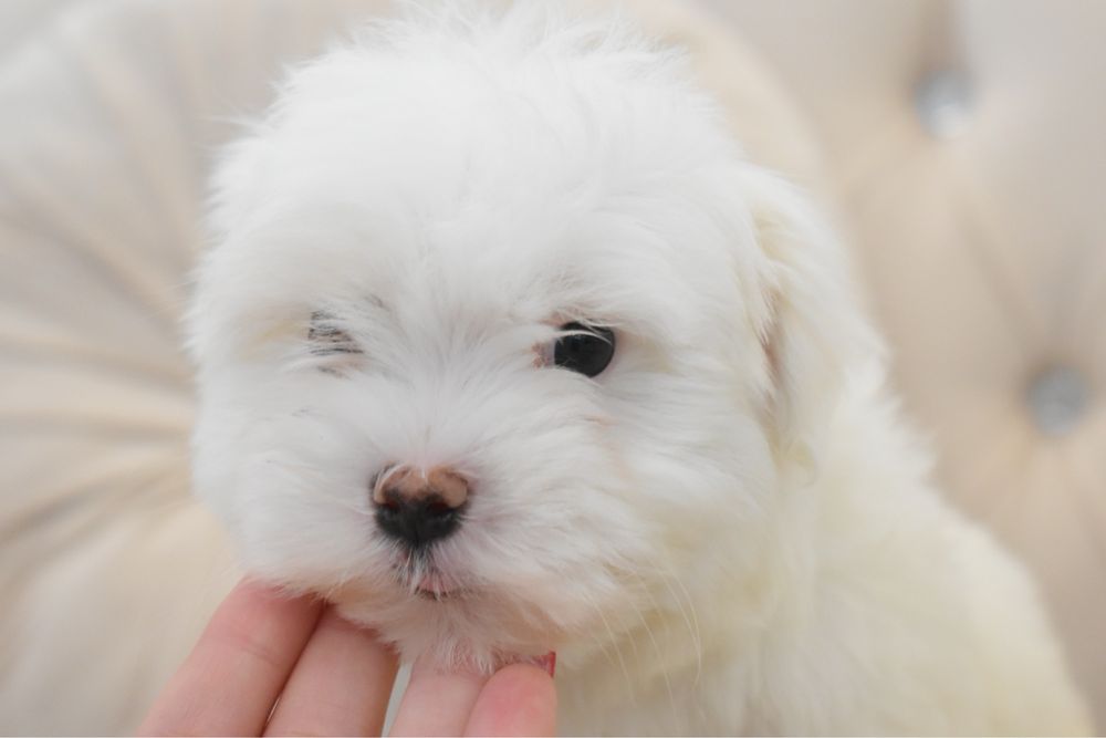 Cățel bichon maltez