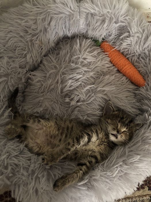 Котёнок в добрые руки!